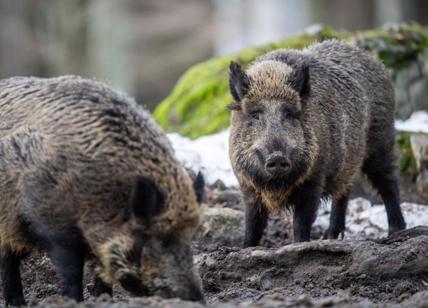 Cinghiali abbattuti: si potranno mangiare. I romani alla prova del cuoco