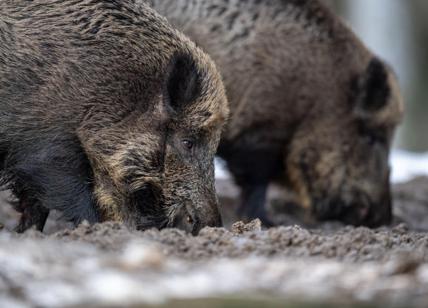 Strage di gatti e cinghiali all'Insugherata: giallo sulla morte degli animali