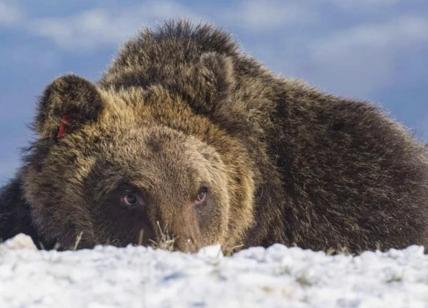 Juan Carrito, addio all'orso marsicano simbolo del Parco Nazionale d'Abruzzo