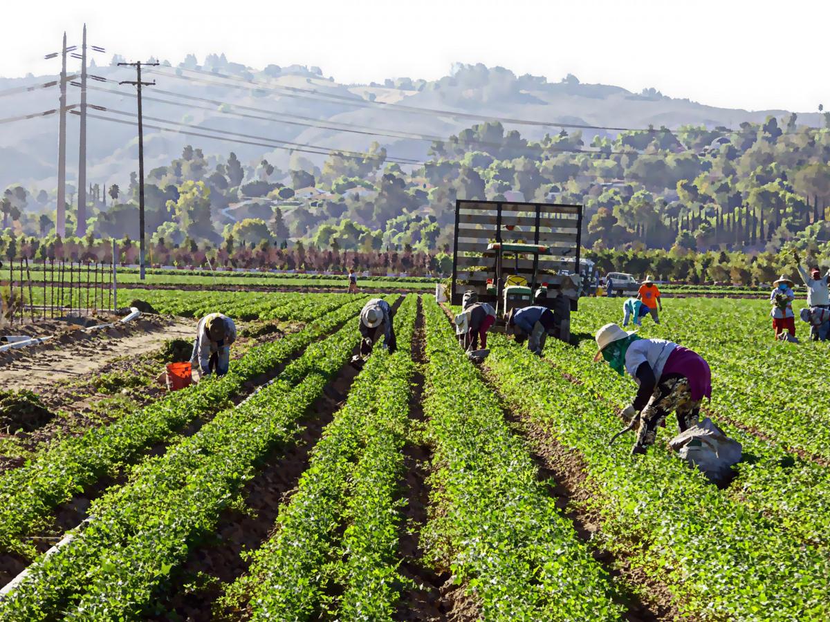 lavoratori campi