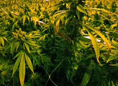 marijuana la presse