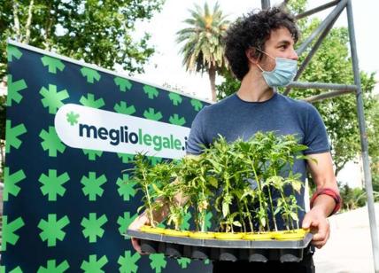 Milano, bufera sull'ex Sardina Santori: "Ho tre piante di marijuana in casa"