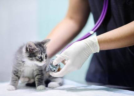 Anicura si espande e acquisisce il gruppo Veterinaria Arcella