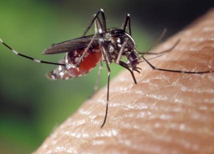 Zanzare, cimici e vespe: come difendersi dagli insetti in estate