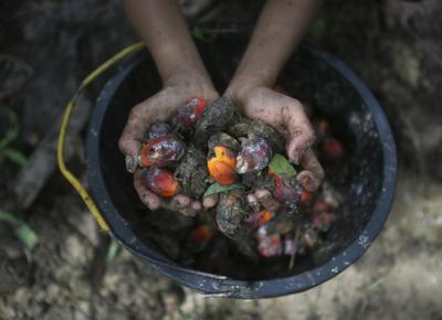 olio di palma boom guerra russia ucraina