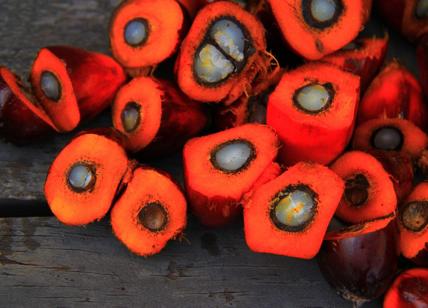 Deforestazione, dall'olio di palma al caffè: dall'Ue stop all'import di merci