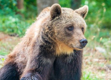 Altro che Trentino, l'Abruzzo è possibile la coesistenza uomo-orso. Lo studio