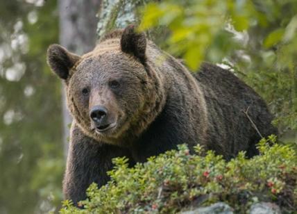 Nelle valli del Bresciano ci sono sempre più orsi
