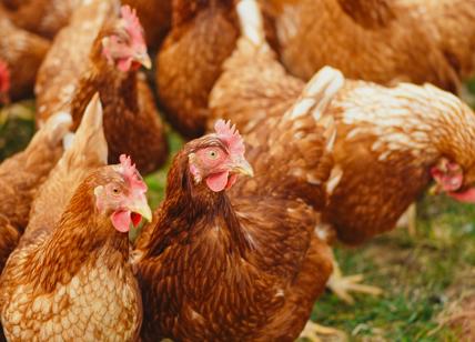 L'Antitrust multa Fileni: sanzione da 100mila € per il pollo bio