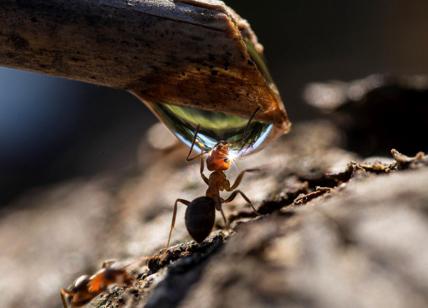 “La formica che si disseta” vince il premio ‘Obiettivo Acqua” di ANBI