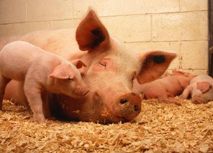 Reni umanizzati cresciuti in maiali contro la carenza di organi. Ecco i rischi