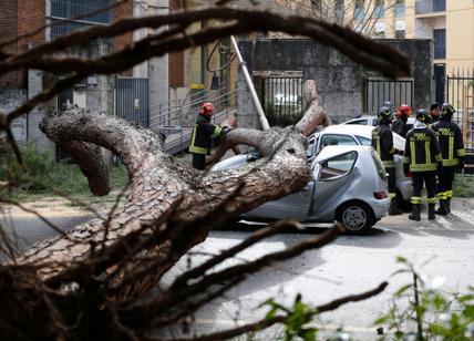I pini di Roma condannati a morte: sarà strage. La cocciniglia è una pandemia
