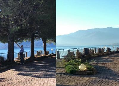 pini tagliati lago como