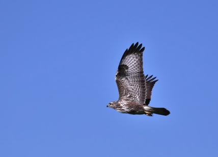 Ultimatum al Campidoglio per l’uso della falconeria: l’OIPA vuole spiegazioni