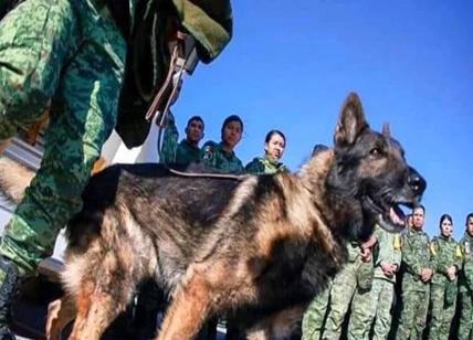 Turchia, morto di fatica Proteo, il cane eroe