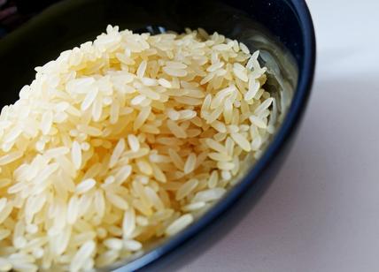 Siccità devasta il riso: -30%. In Italia oltre il 50% della produzione europea