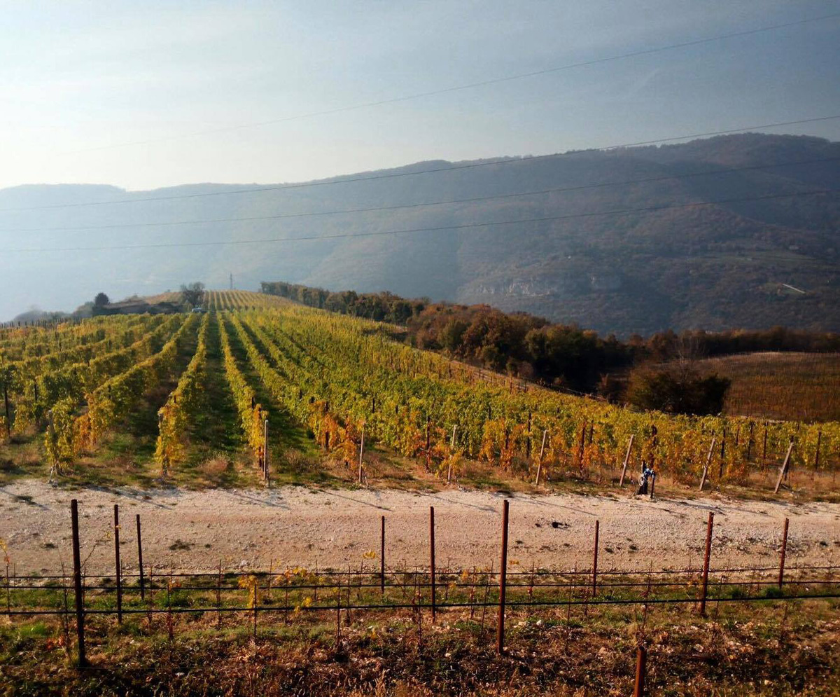 Santa Sofia  Vigneto Briago