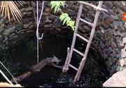 Leopardo cade in un pozzo in India, il salvataggio del felino. VIDEO