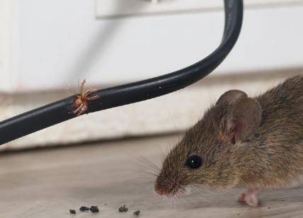 Da dove entrano i topi in casa e come mandarli via: i posti dove controllare