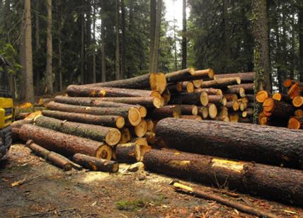 Myanmar, traffico illegale di legno: sequestrati tonnellate di teak in Italia