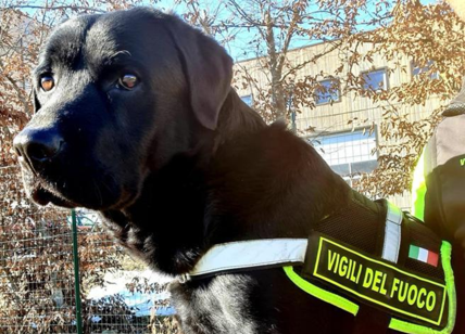 Vicenza, Tyson il cane pompiere sarà salvato dal crowdfunding