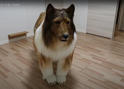 Spende 15.000 euro per "diventare" un cane: "Era il sogno di una vita" - VIDEO
