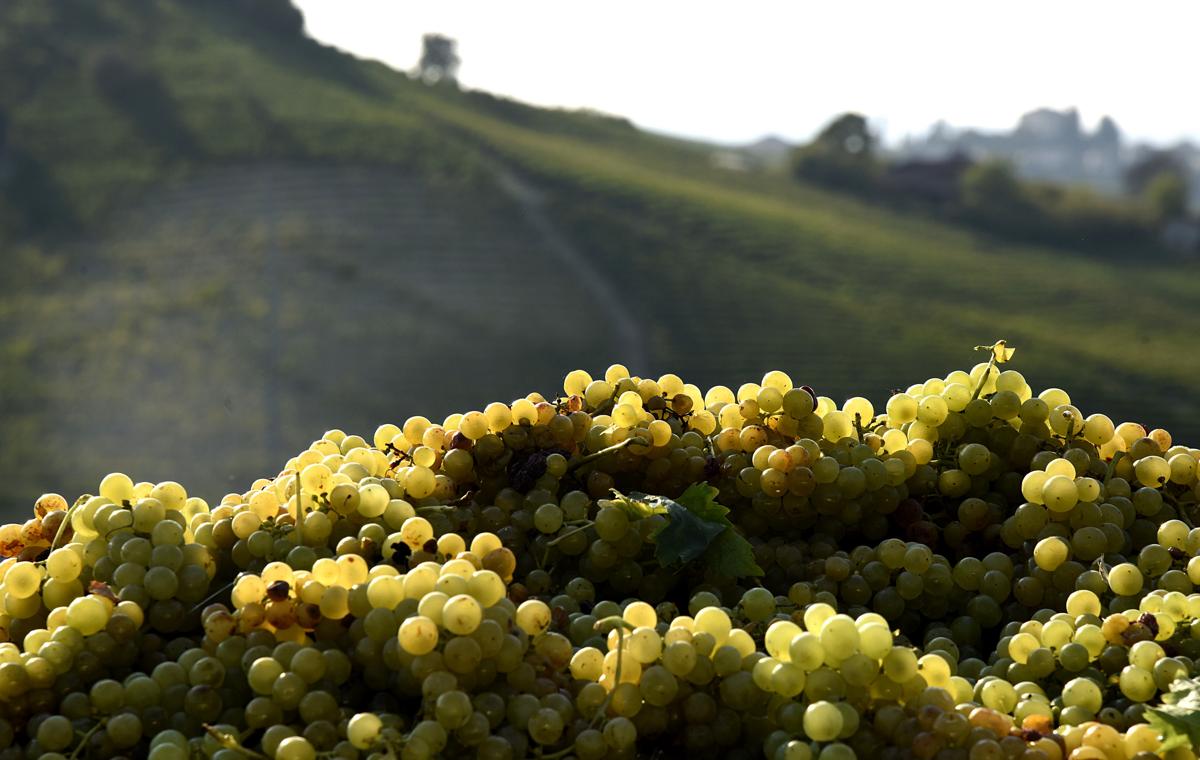 Uva Moscato Bianco