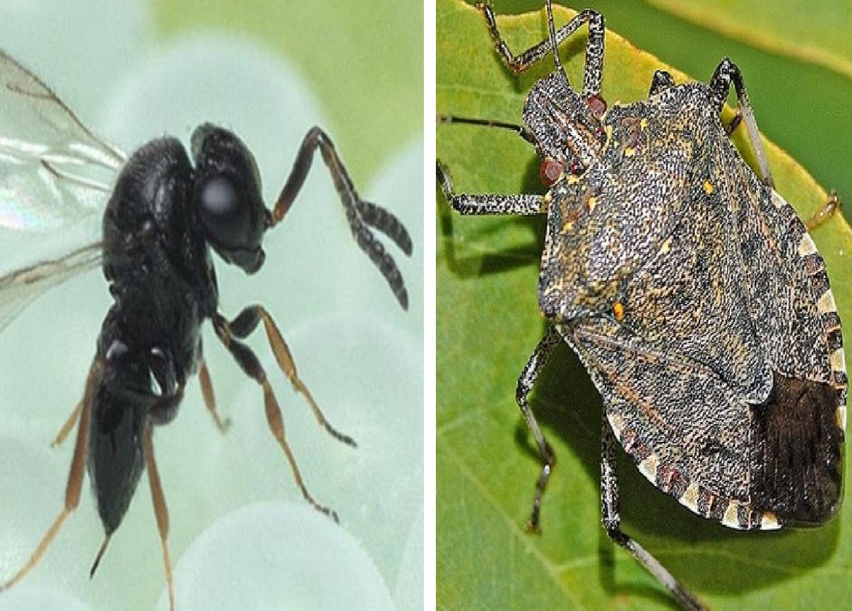 Lombardia, vespa samurai contro cimice asiatica per difendere frutta e olive Lombardia, vespa samurai contro cimice asiatica per difendere frutta e olive