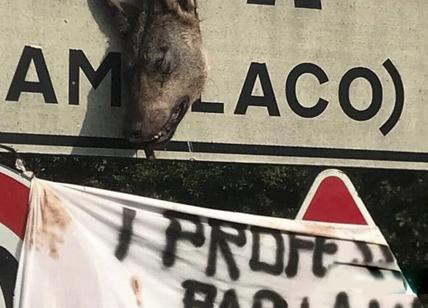 Rivolta degli animalisti in Valchiavenna. Testa mozzata di lupo va vendicata