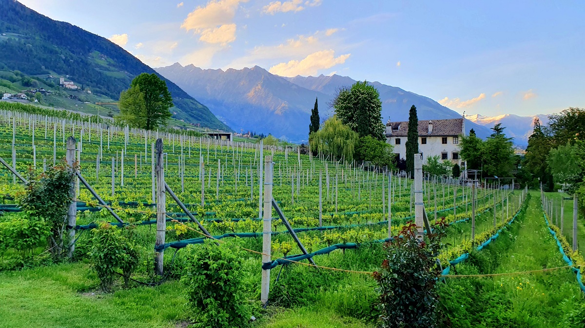 I vigneti dei Giardini Kränzelhof a Cermes (Merano) I vigneti dei Giardini Kränzelhof a Cermes (Merano)