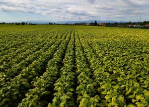 Philip Morris e Masaf a sostegno della filiera tabacchicola italiana