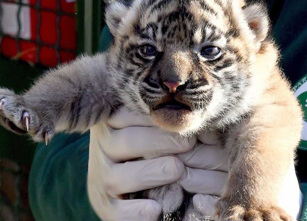 La cucciola di tigre