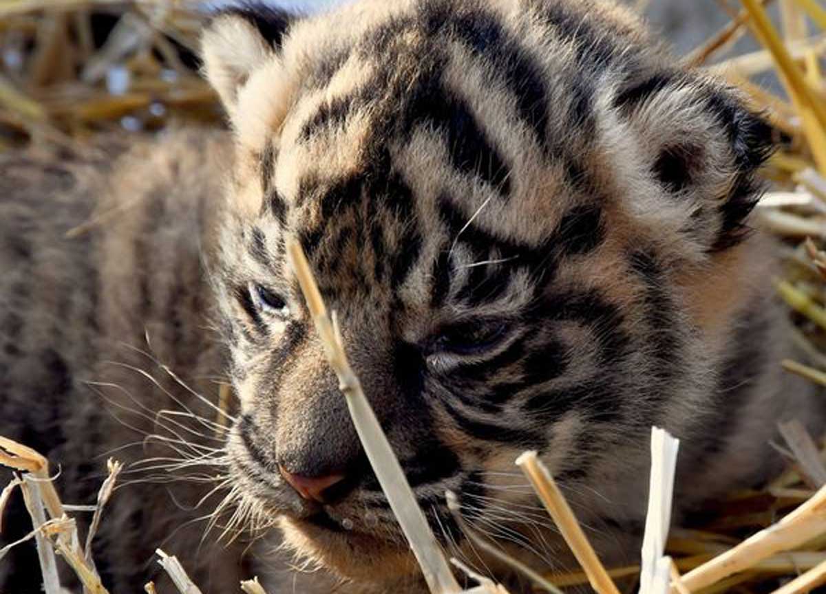 La cucciola di tigre