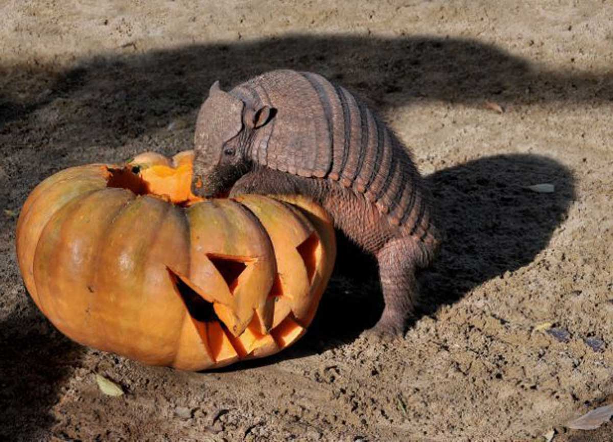 4624253 roma halloween al bioparco strega e fattucchiera spiegano i misteri degli animali foto 4