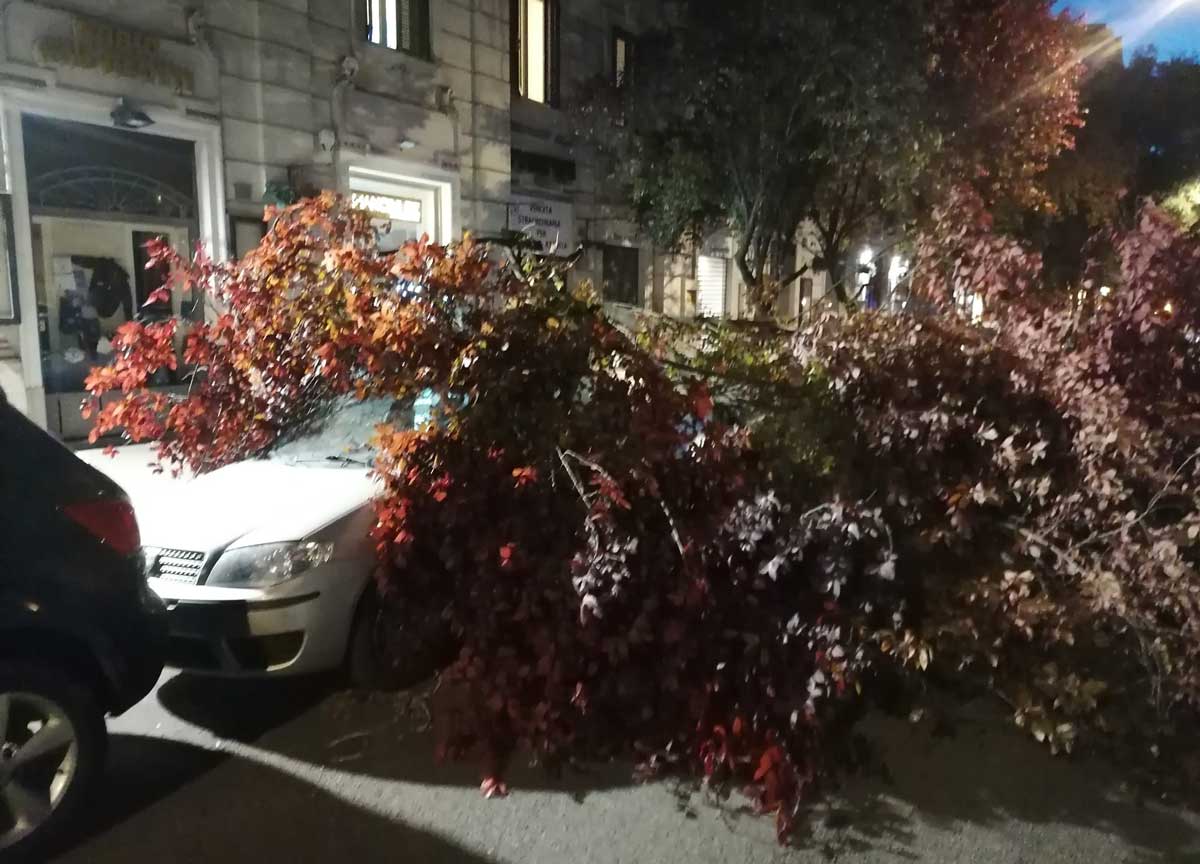 5180185 roma rami su auto in sosta in via sabotino a prati danneggiate vetture foto 1