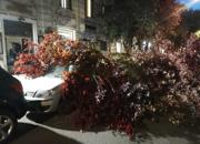 Prati, crolla un albero in via Sabotino: distrutte quattro auto in sosta