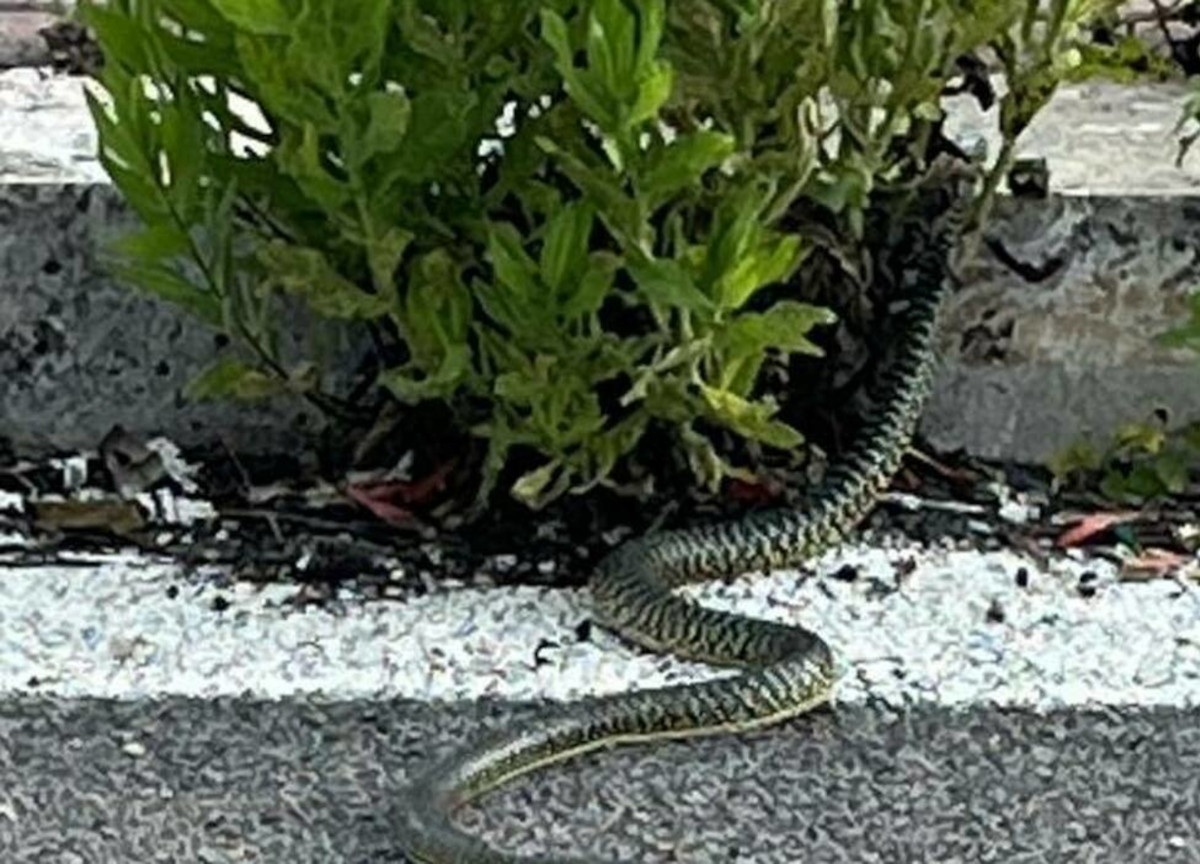 Serpente biacco a Roma Serpente biacco a Roma