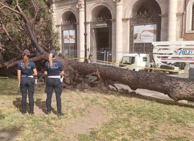 albero caduto a piazza san Marco