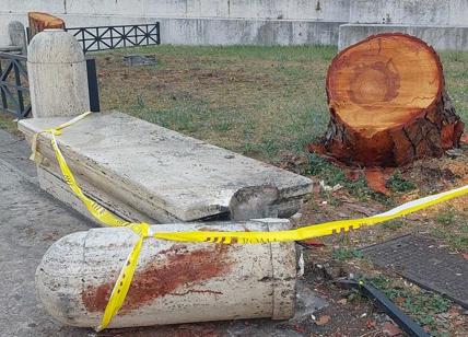 Albero caduto a piazza Venezia, il tronco e i danni sono ancora in bella vista