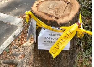 Roma, gli alberi tagliati finiscono sotto sequestro: marciapiedi a rischio