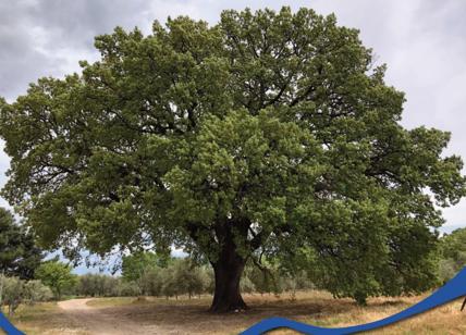 Gli alberi monumentali di Puglia: patrimonio di immenso valore umanitario