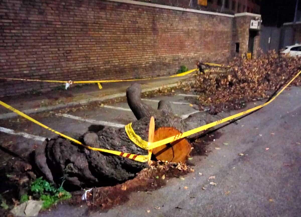 Gli alberi sotto sequestro Gli alberi sotto sequestro
