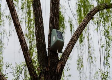 Smog, 300 sensori sugli alberi di Portanuova a Milano