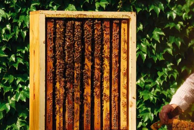 Apicoltura, il progetto di Innocenti Evasioni a Milano Apicoltura, il progetto di Innocenti Evasioni a Milano