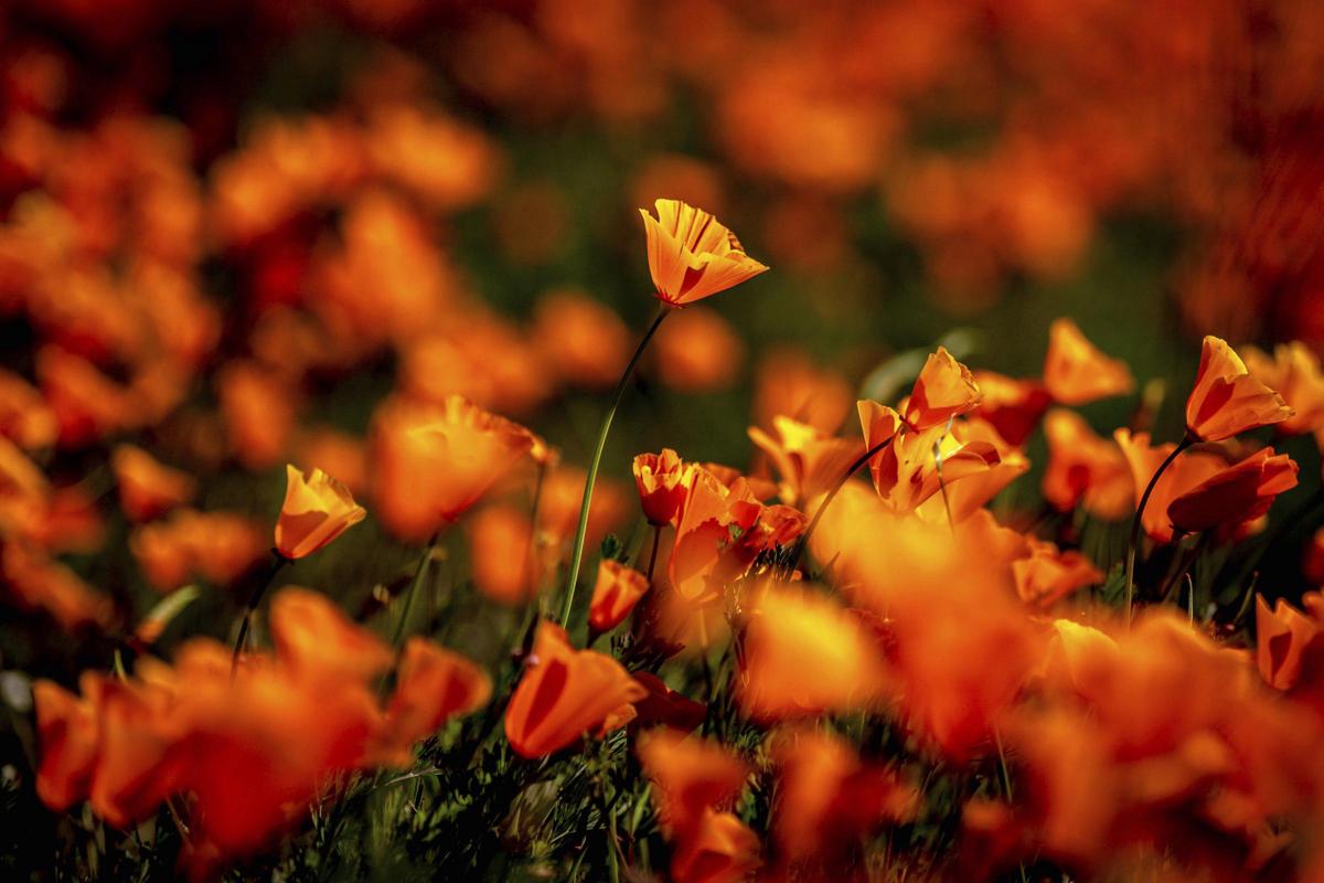 ambiente biodiversità italia