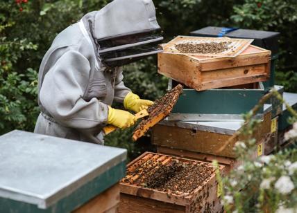 Orsi, allarme apicoltori: arnie distrutte in Val di Sole: "Abbiamo paura"