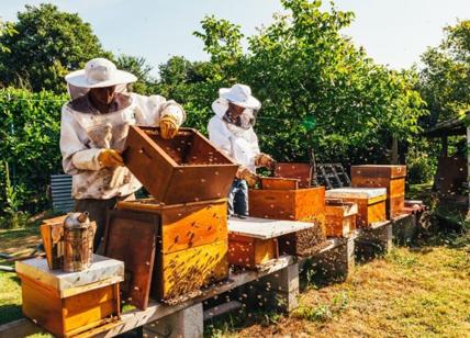Apicoltori italiani protestano contro la concorrenza sleale del miele cinese
