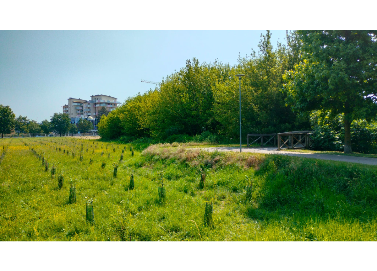 Bosco San Giuliano Milanese, Arbolia Bosco San Giuliano Milanese, Arbolia