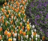 Lo spettacolo primaverile del parco floreale piÃ¹ grande del mondo