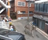 Torna allo zoo la zebra Sero, a zonzo per Seoul e star sul web